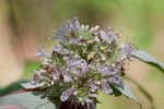 Loomis' mountainmint